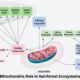 Mitochondria Role in Rainforest Ecosystems