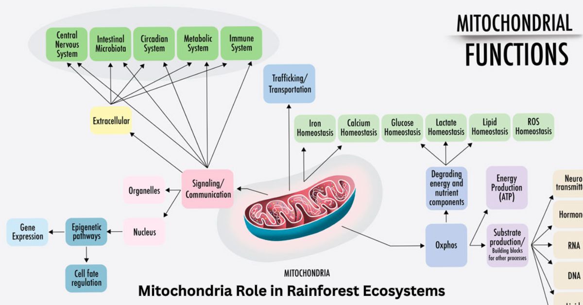 Mitochondria Role in Rainforest Ecosystems