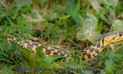 Plants That Are Dangerous to Snakes