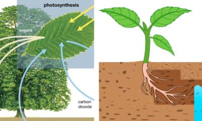 What Does Plant-Based Water Mean?