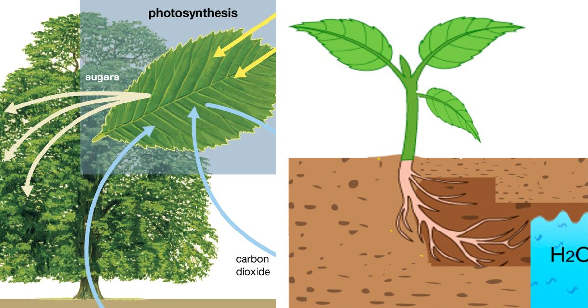 What Does Plant-Based Water Mean?