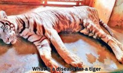 what is a disease for a tiger