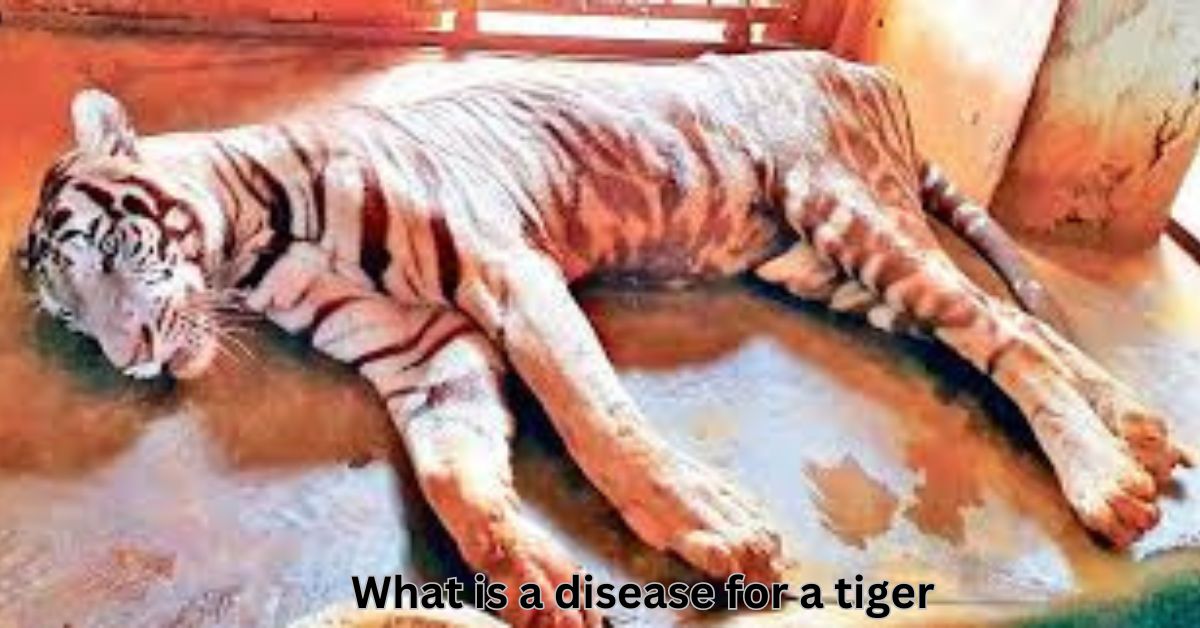 what is a disease for a tiger