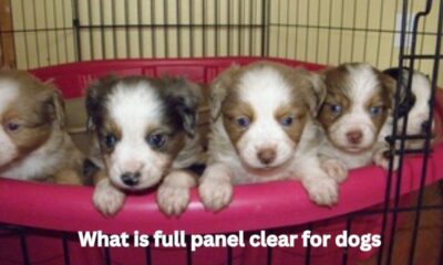 what is full panel clear for dogs