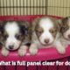 what is full panel clear for dogs