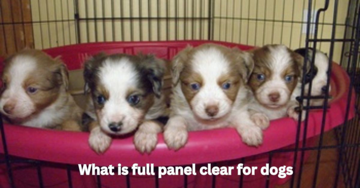 what is full panel clear for dogs