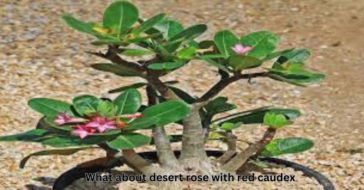 what about desert rose with red caudex