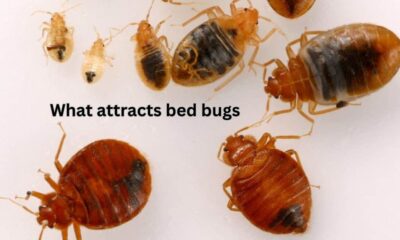 what attracts bed bugs