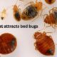 what attracts bed bugs