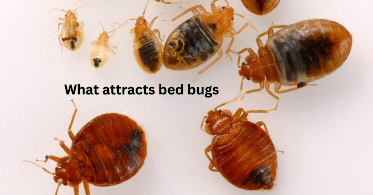 what attracts bed bugs