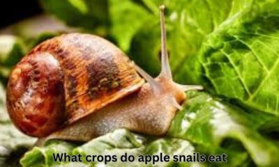 what crops do apple snails eat