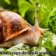 what crops do apple snails eat