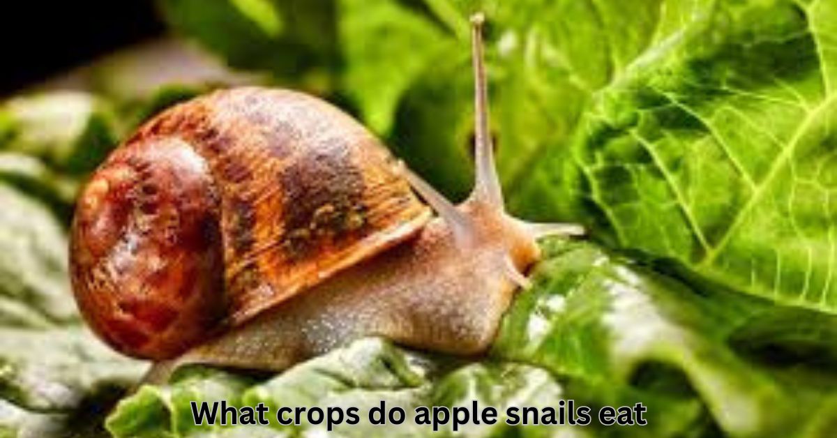 what crops do apple snails eat