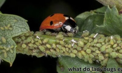 what do ladybugs eat