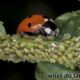 what do ladybugs eat