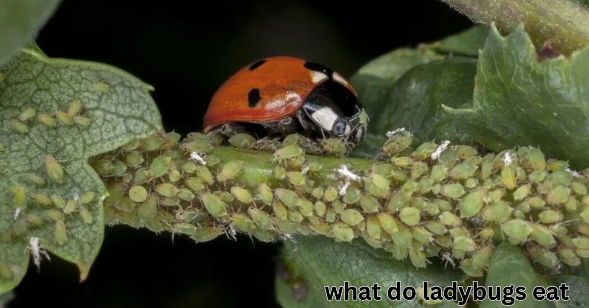 what do ladybugs eat