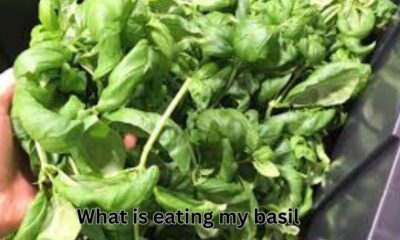 what is eating my basil