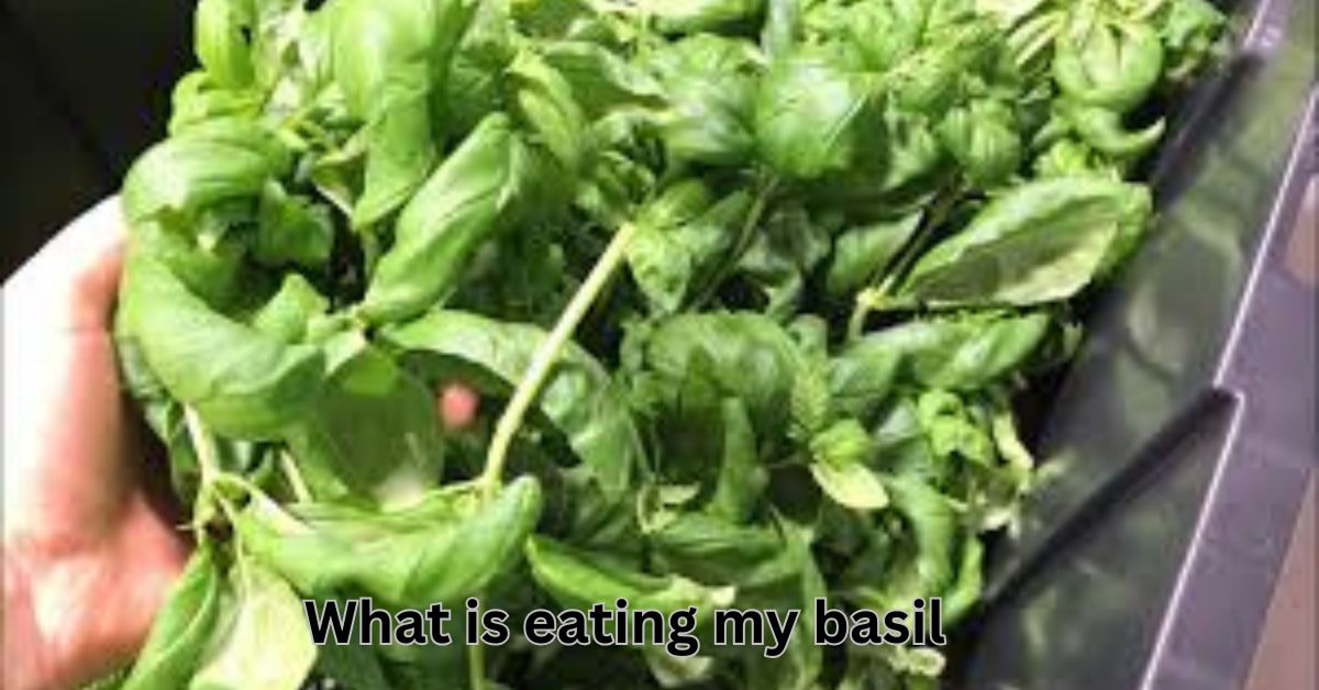 what is eating my basil