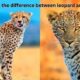 What is the difference between leopard and cheetah?