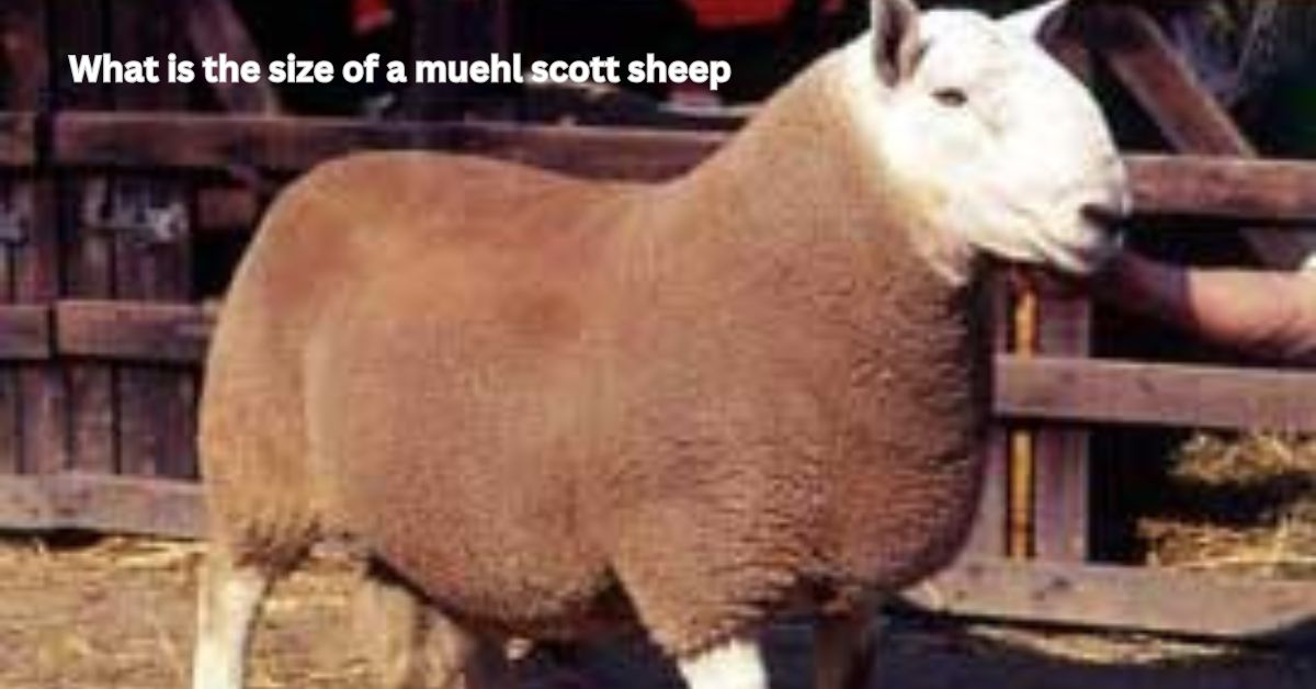 what is the size of a muehl scott sheep