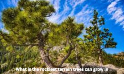 what is the rockiest terrain trees can grow in