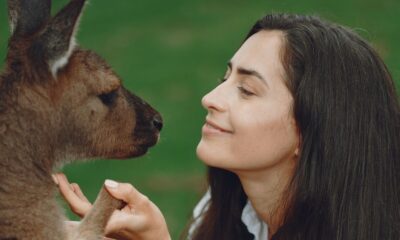 Llama Love: Adopt a Furry Friend Today