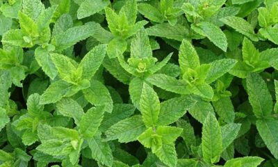 Minted Greens