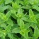 Minted Greens