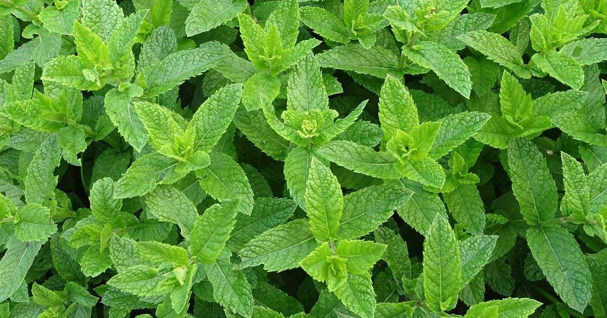 Minted Greens