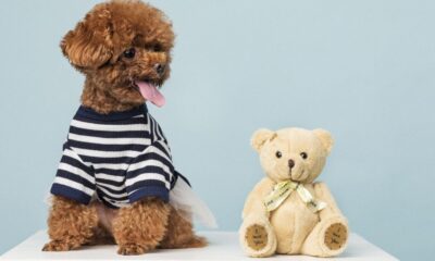 Mini Labradoodle