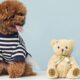 Mini Labradoodle