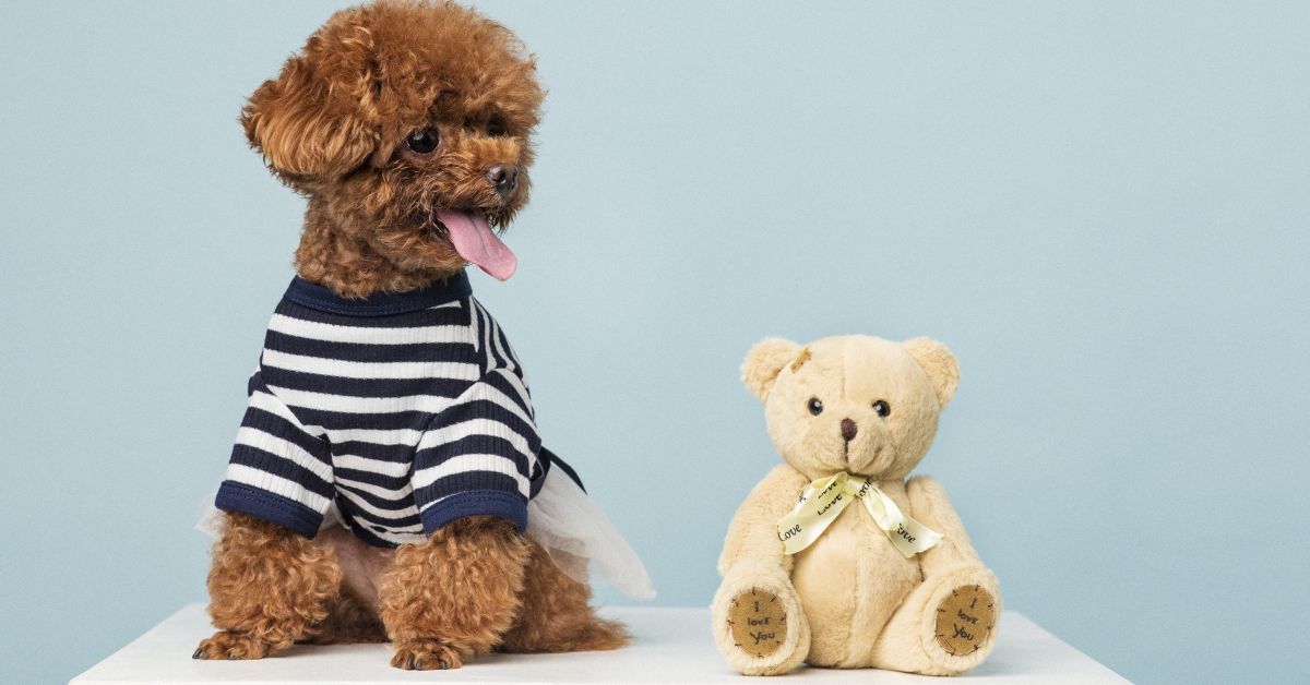 Mini Labradoodle