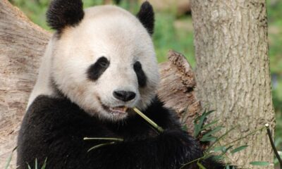 Adopt a Panda, Save a Life