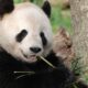 Adopt a Panda, Save a Life