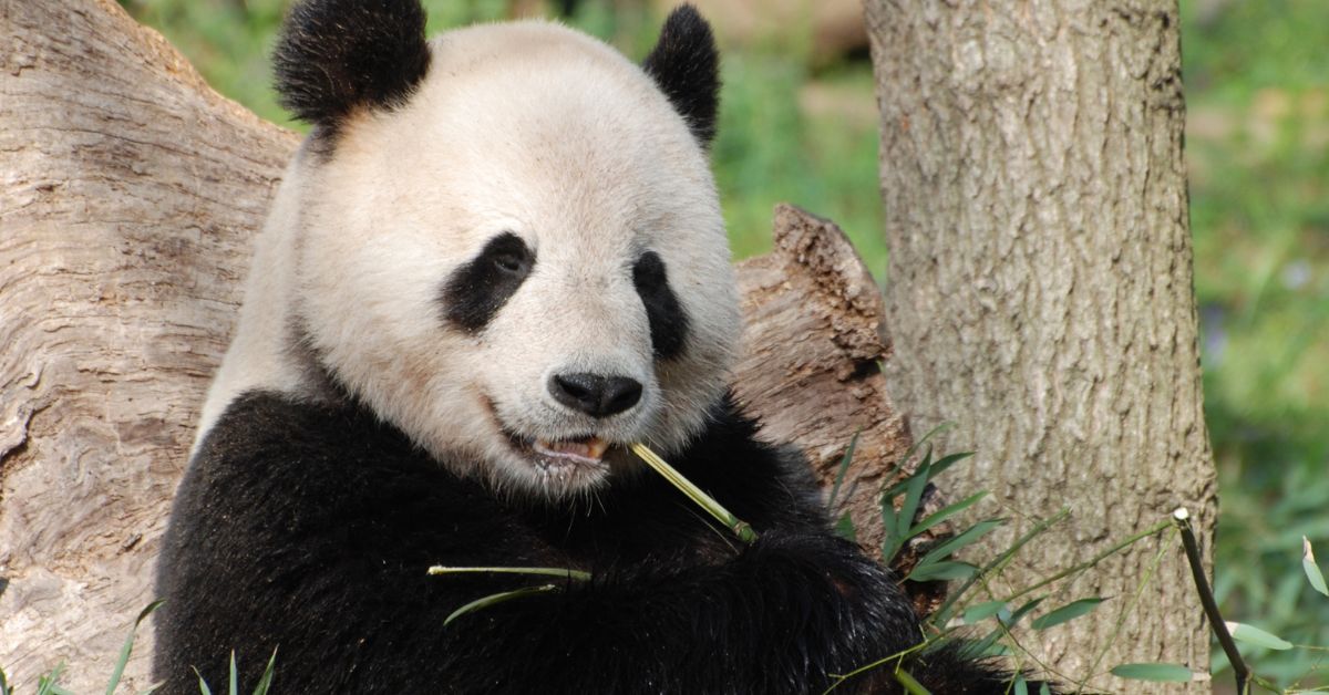 Adopt a Panda, Save a Life