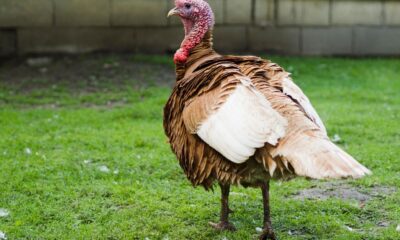 Top Turkeys: Icons of the Feathered World