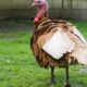 Top Turkeys: Icons of the Feathered World