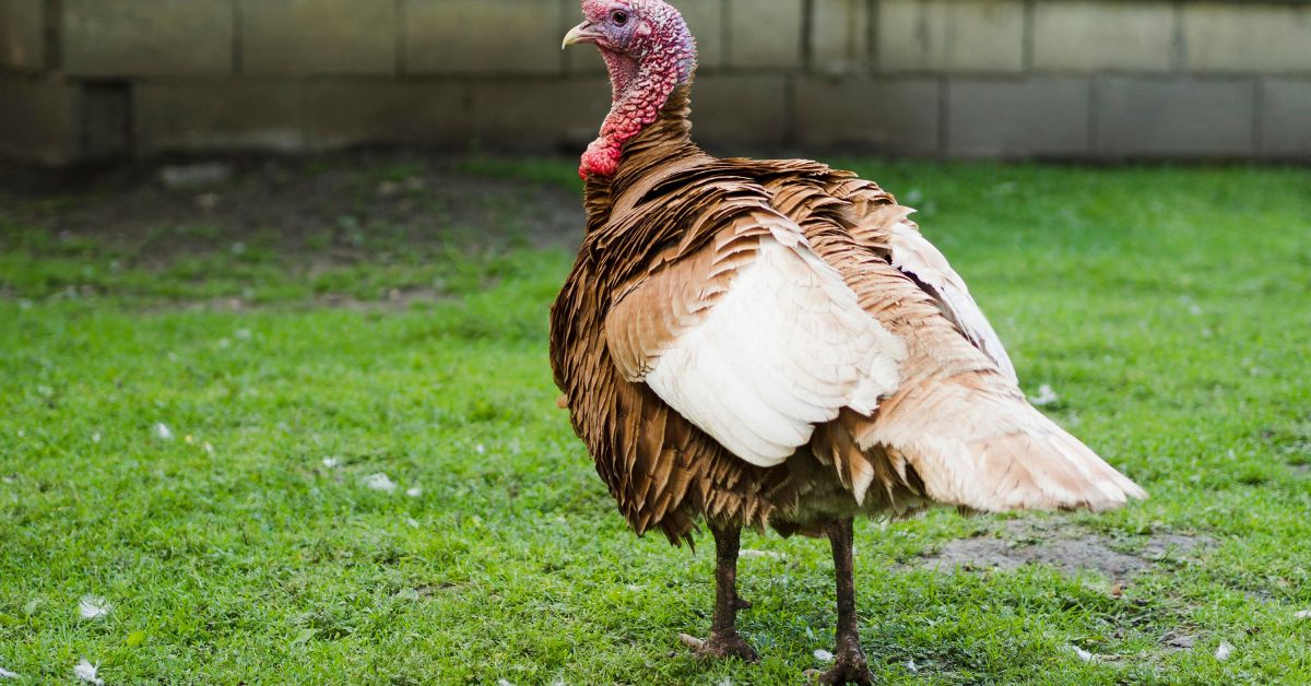 Top Turkeys: Icons of the Feathered World
