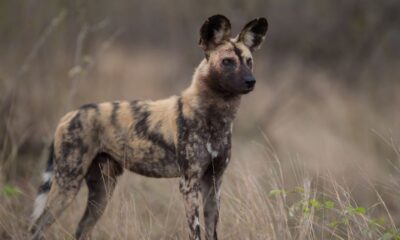 Run Wild: Adopt an African Wild Dog