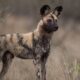 Run Wild: Adopt an African Wild Dog
