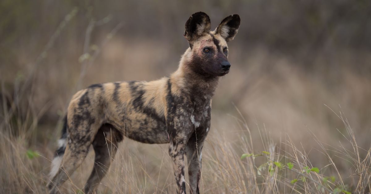 Run Wild: Adopt an African Wild Dog