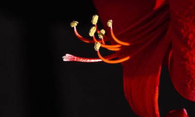 Crimson Whisper: A Tale of the Red Bloom