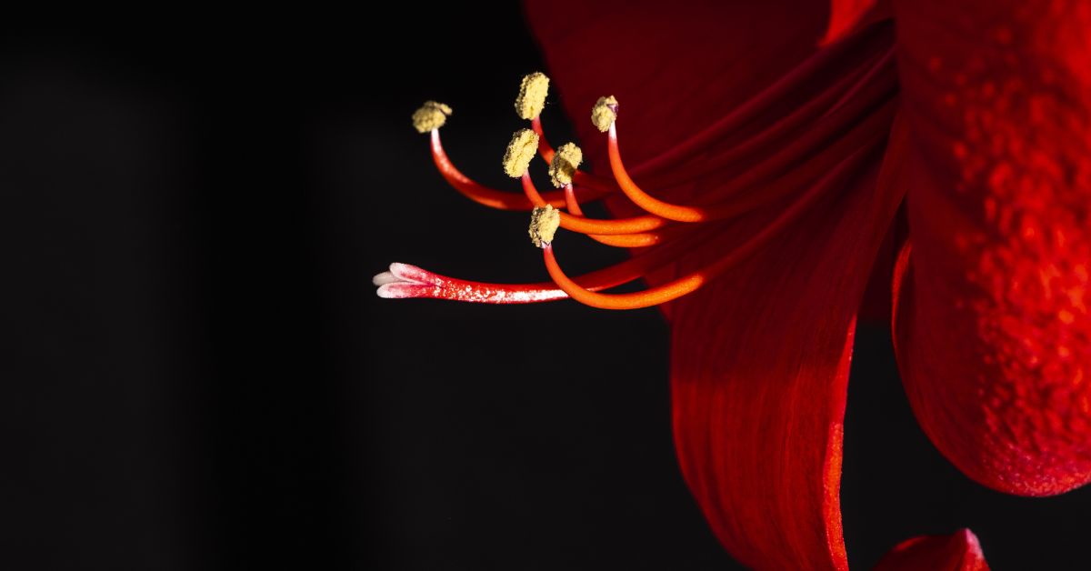 Crimson Whisper: A Tale of the Red Bloom