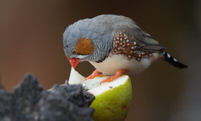 Mariah Bird: Age, Life, and Legacy in Brief