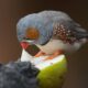 Mariah Bird: Age, Life, and Legacy in Brief
