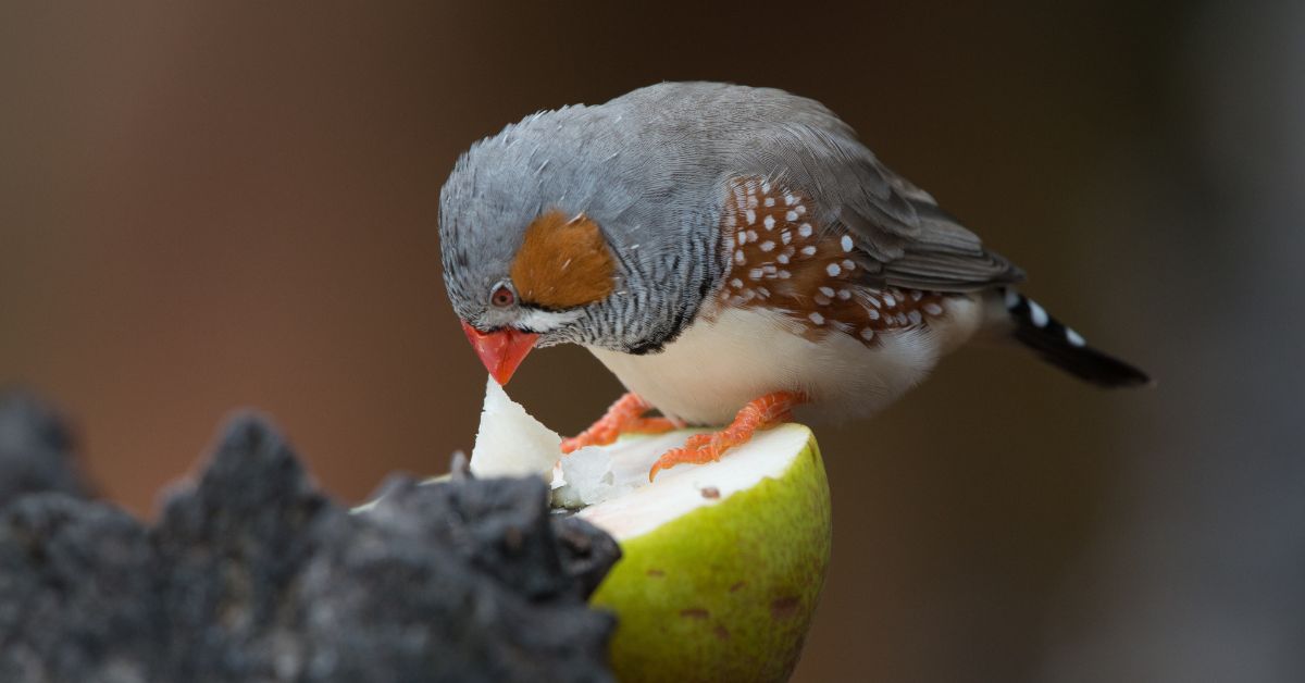 Mariah Bird: Age, Life, and Legacy in Brief