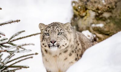 snow leopard predators