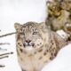 snow leopard predators