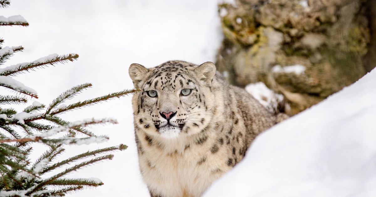 snow leopard predators