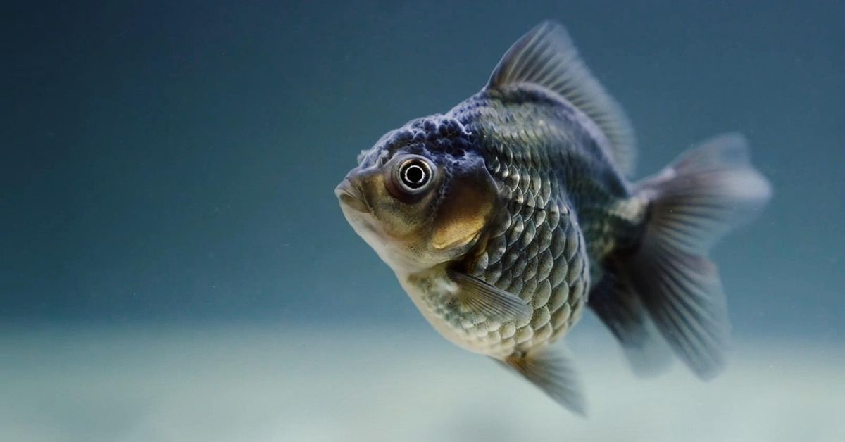 black salty fish